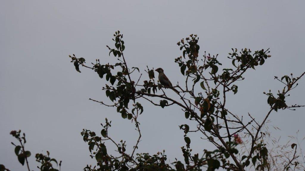 A bird perched on a tree branch

Description automatically generated