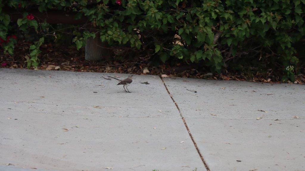 A bird standing on a concrete surface

Description automatically generated