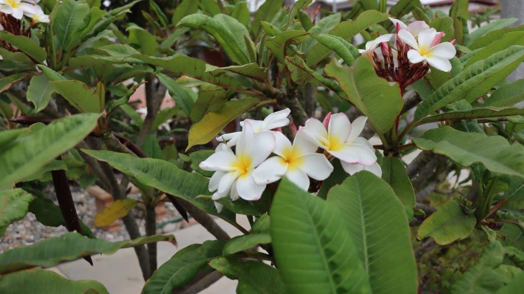 A close-up of a plant with white flowers

Description automatically generated