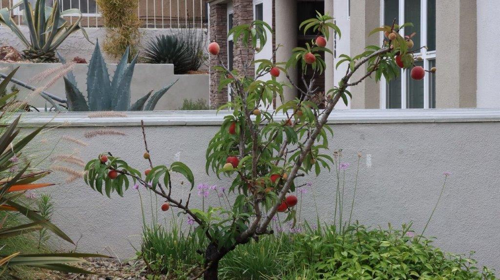 A tree with red fruits in front of a house

Description automatically generated