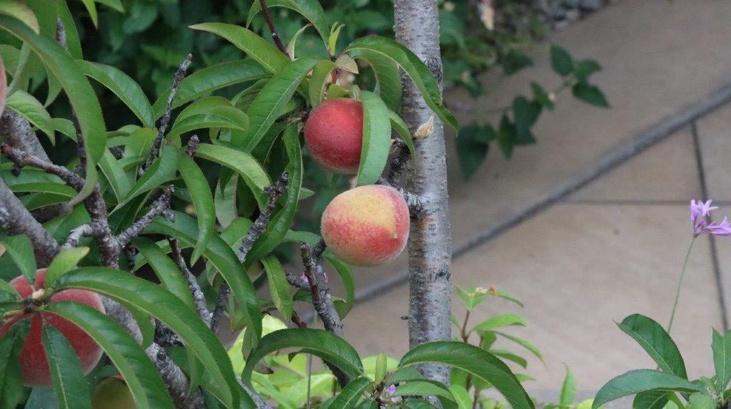 A peaches growing on a tree

Description automatically generated