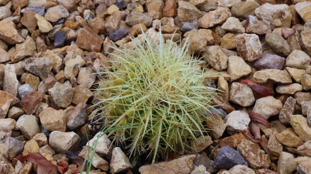 A cactus growing in rocks

Description automatically generated