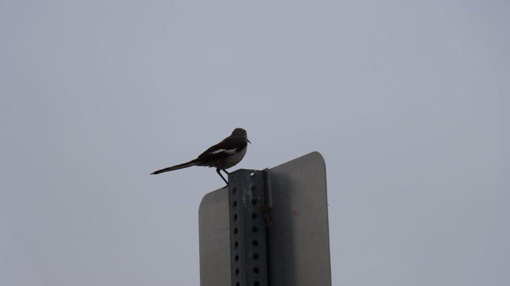 A bird perched on a sign

Description automatically generated