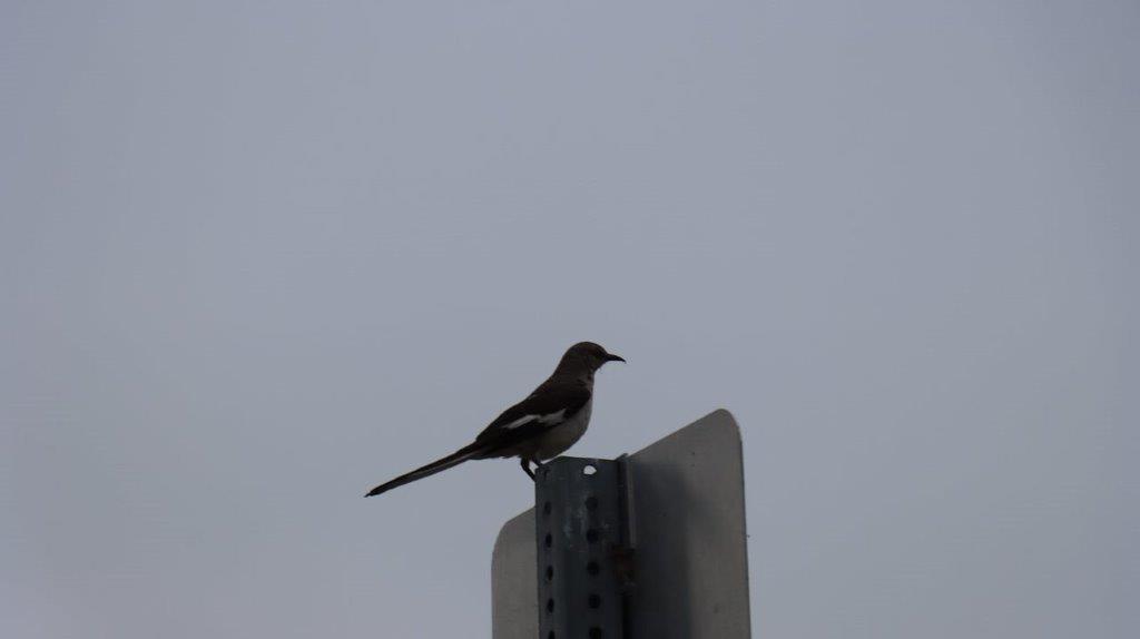 A bird perched on a sign

Description automatically generated