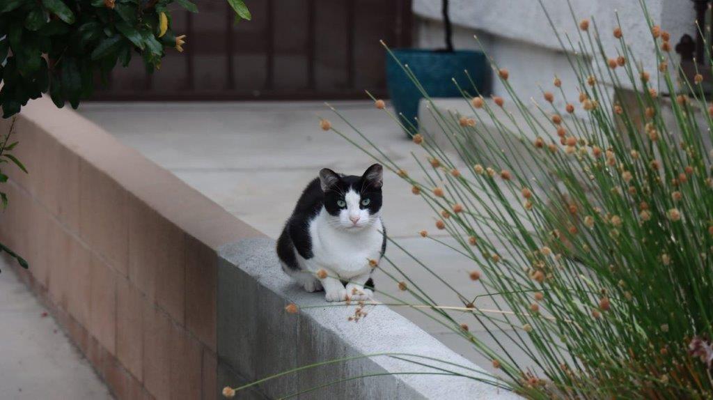 A cat sitting on a ledge

Description automatically generated