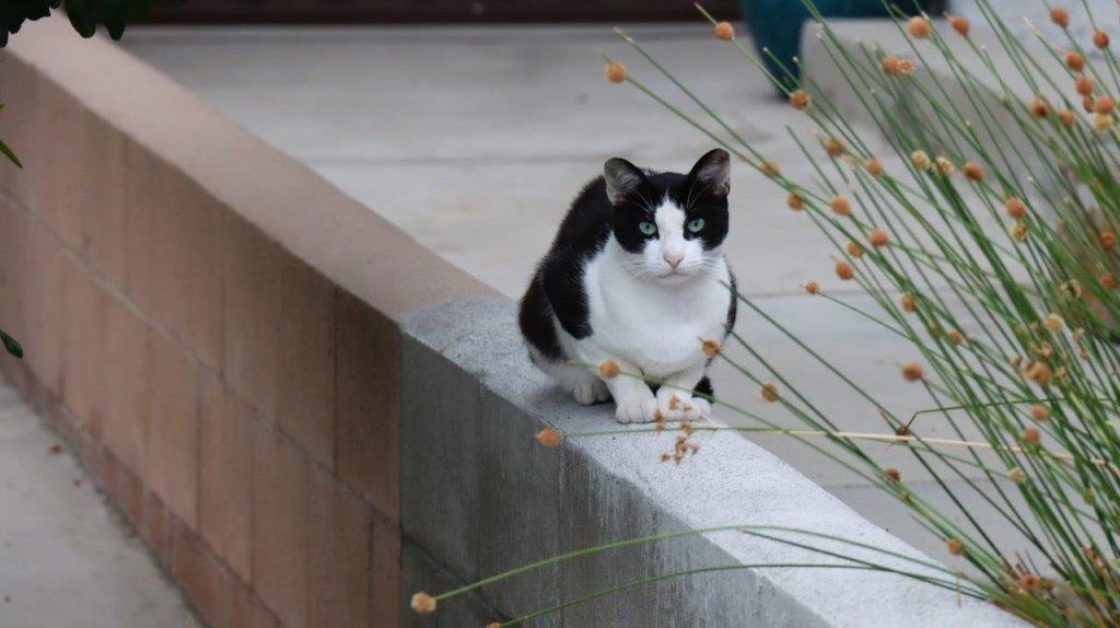 A cat sitting on a ledge

Description automatically generated