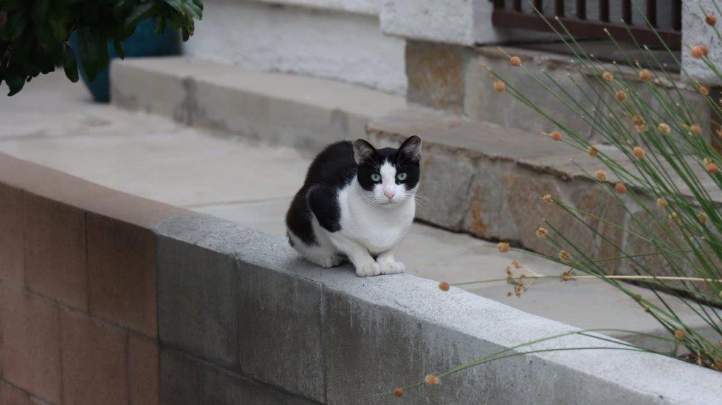 A cat sitting on a ledge

Description automatically generated