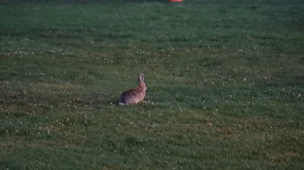 A rabbit in a field

Description automatically generated