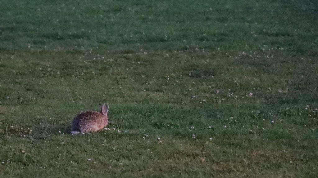 A rabbit lying in the grass

Description automatically generated