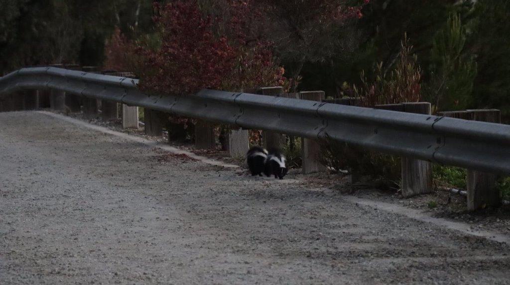 Two skunks on a road

Description automatically generated