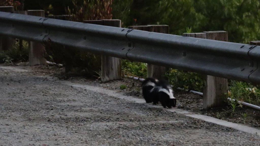 Skunks walking along a road

Description automatically generated