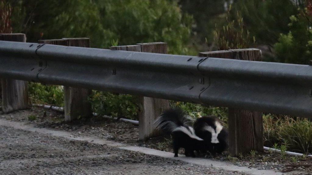 Skunks on the side of a road

Description automatically generated