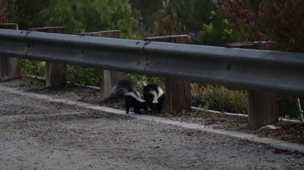 Skunks under a guard rail

Description automatically generated