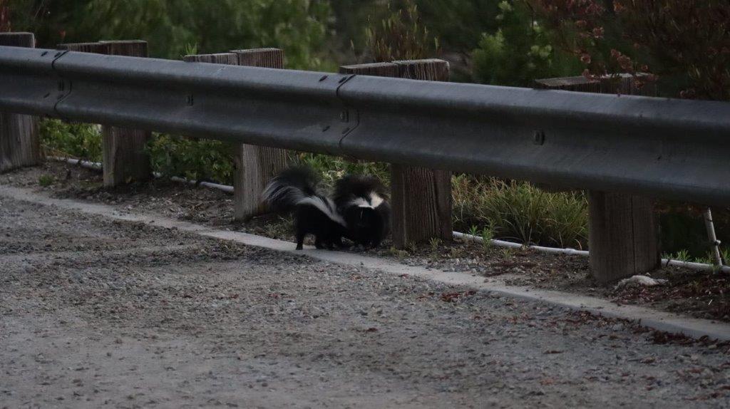 Two skunks on a road

Description automatically generated