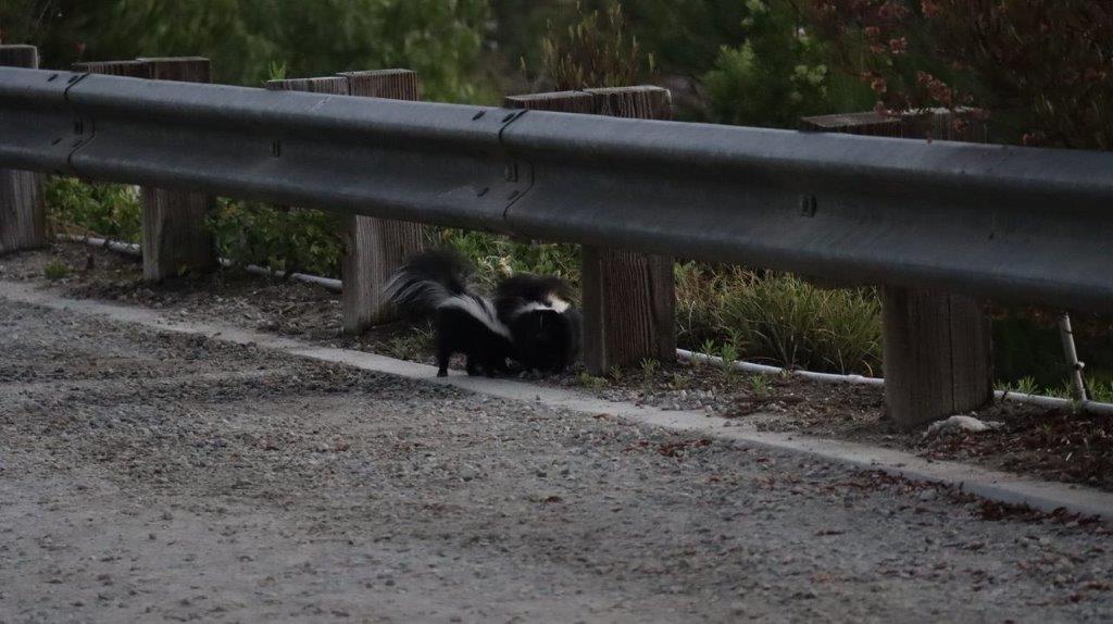 Two skunks on a road

Description automatically generated