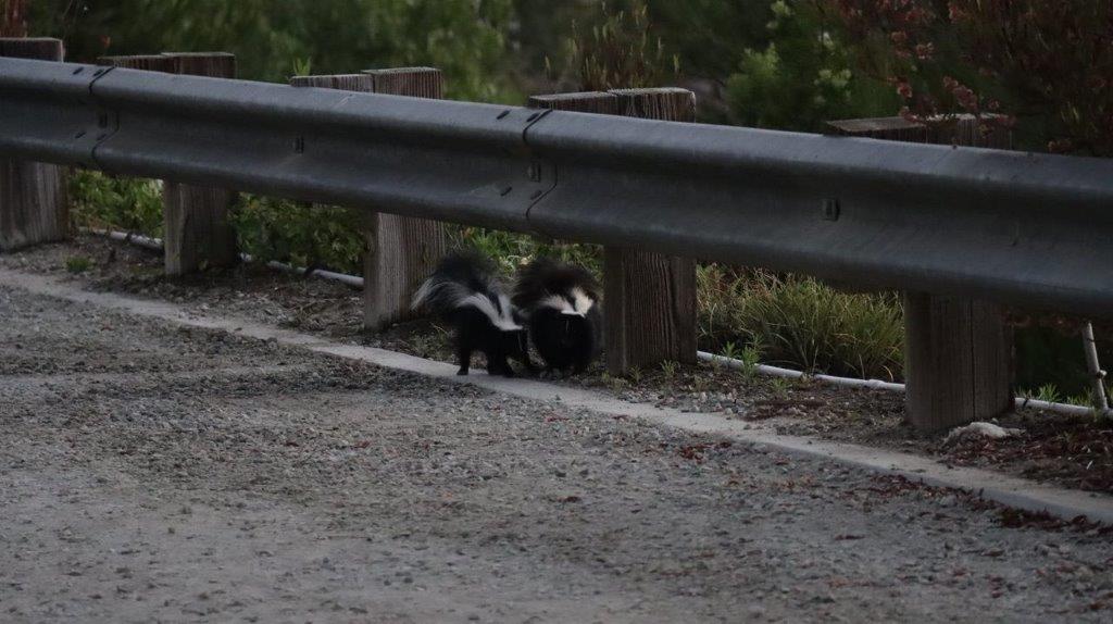 Skunks under a guard rail

Description automatically generated