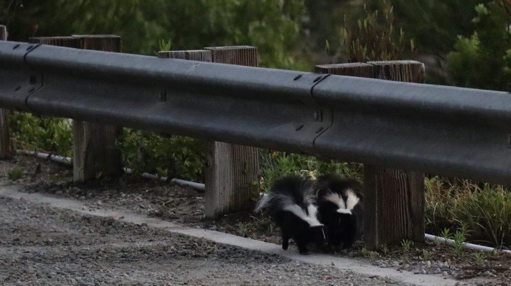 Skunks walking under a guard rail

Description automatically generated