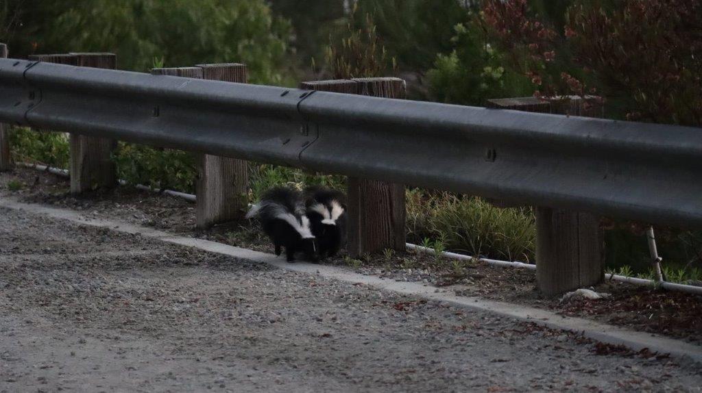 A group of skunks under a guard rail

Description automatically generated