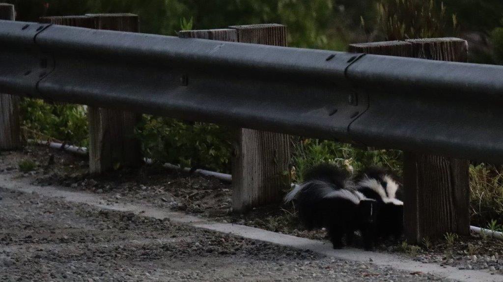 Skunks on the side of a road

Description automatically generated