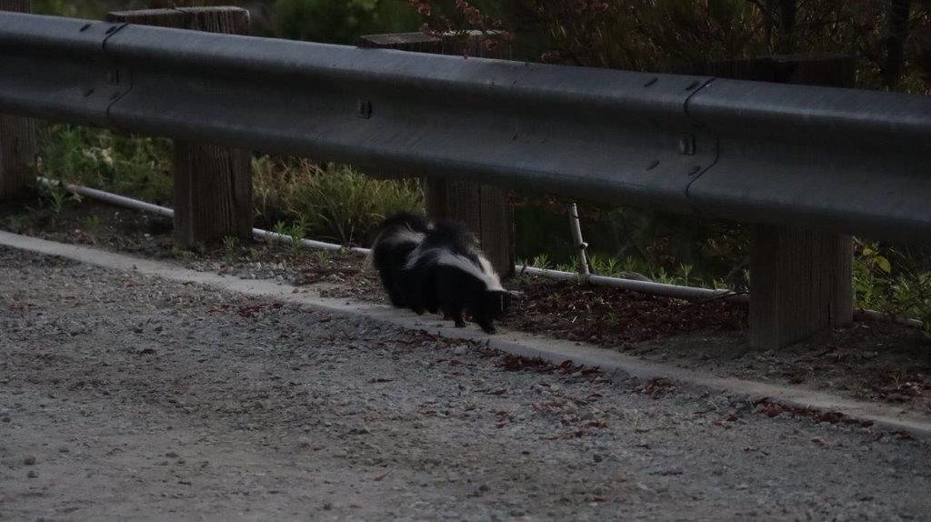 Two skunks walking on a road

Description automatically generated