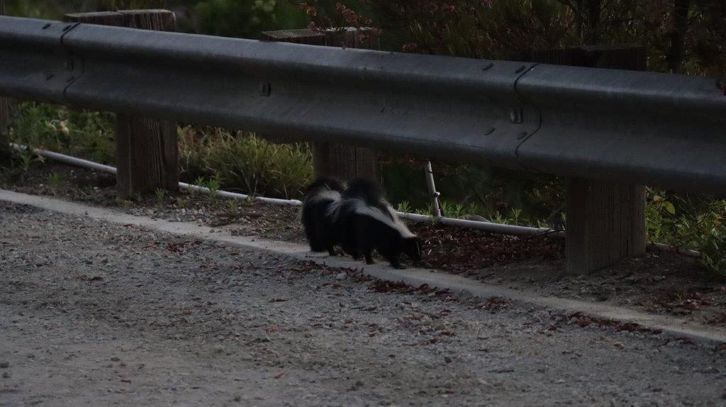 Skunks walking on the side of a road

Description automatically generated