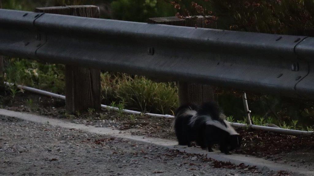 Two skunks on the side of a road

Description automatically generated