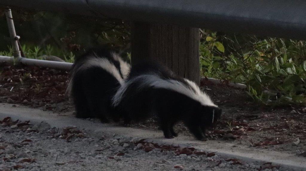 Skunks walking on the ground

Description automatically generated