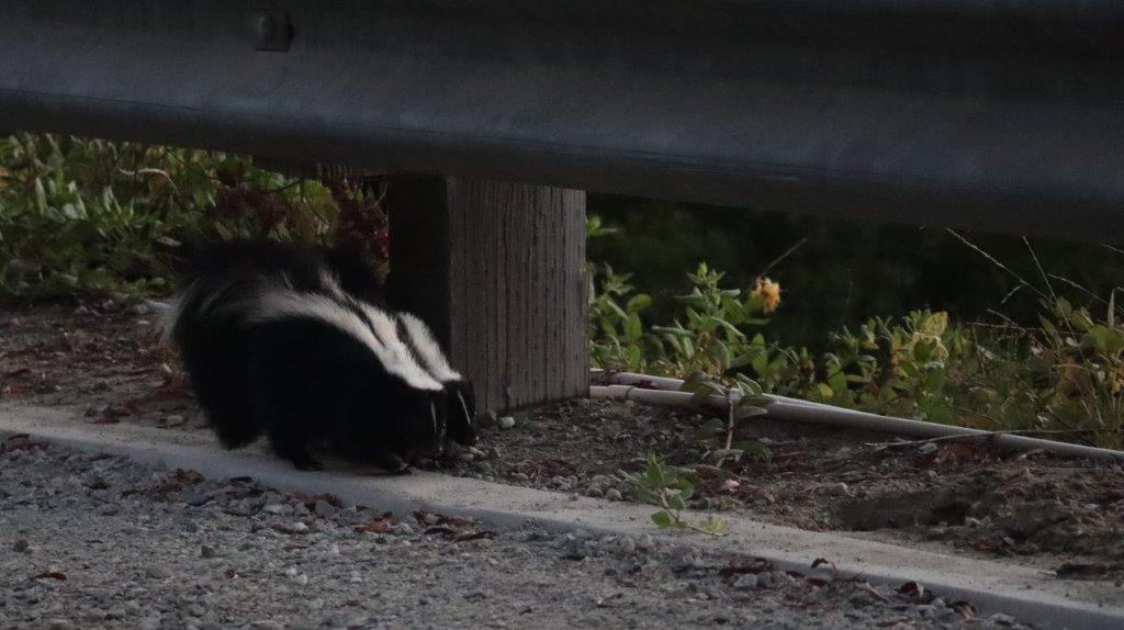 A skunk under a bridge

Description automatically generated