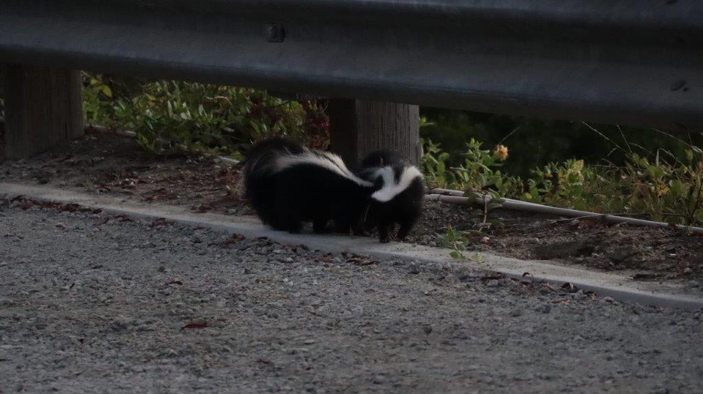 Skunks on the side of a road

Description automatically generated