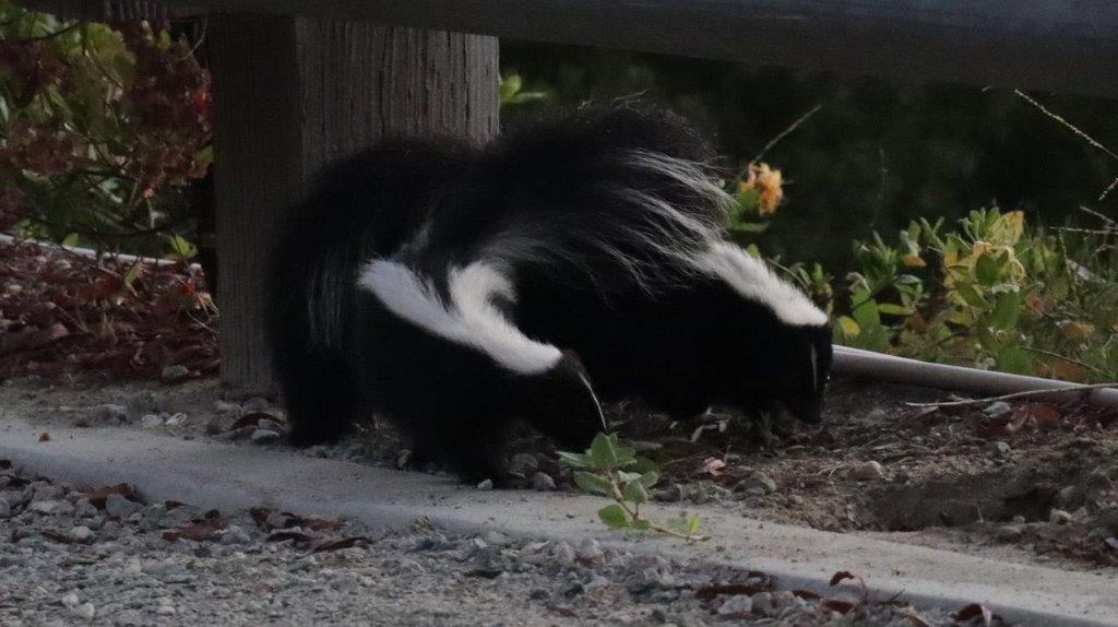 Two skunks eating some leaves

Description automatically generated