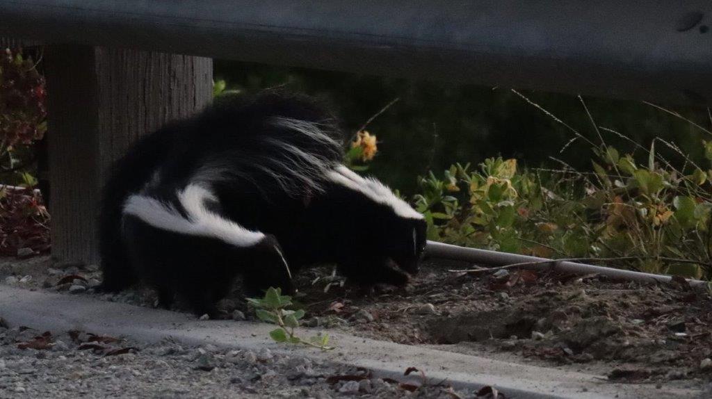 A skunk eating dirt

Description automatically generated