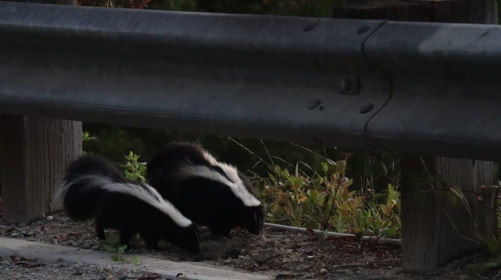 Two skunks walking on the side of a road

Description automatically generated