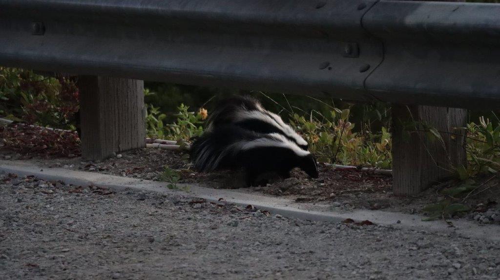 A skunk under a guard rail

Description automatically generated