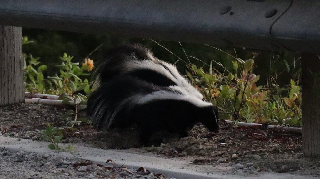 A skunk on the ground

Description automatically generated