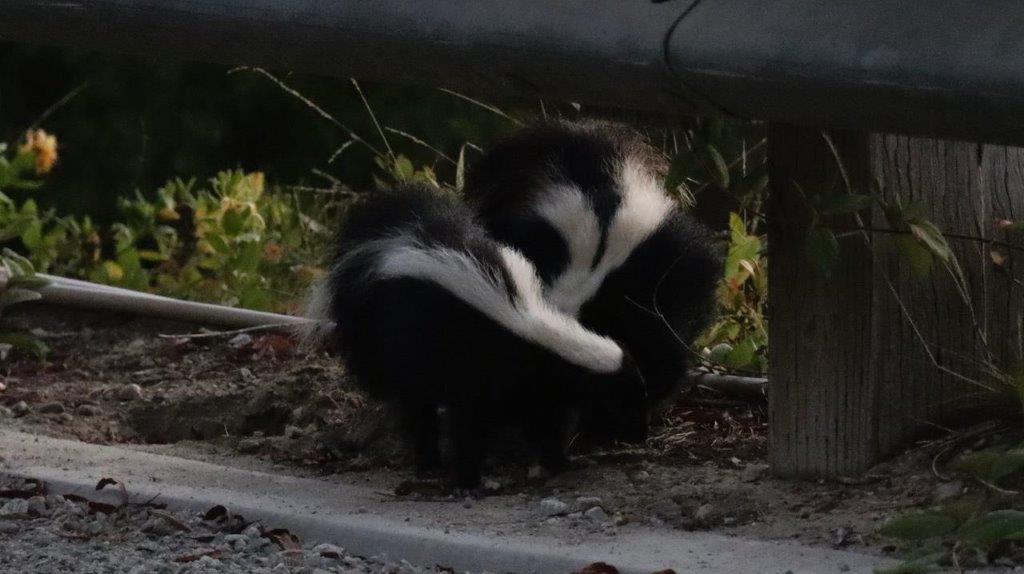 Two skunks standing under a bench

Description automatically generated