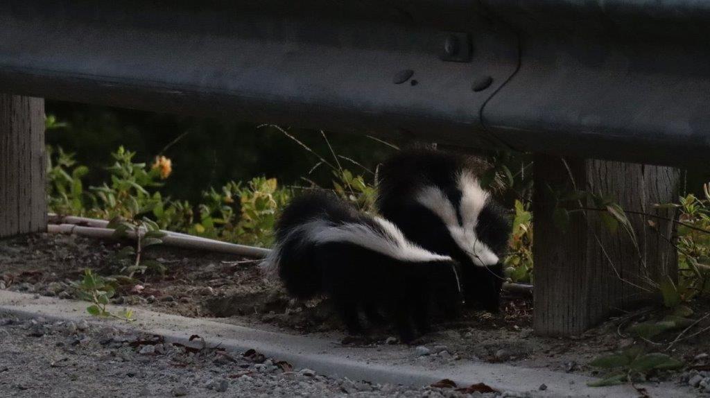 Skunks on the ground under a metal railing

Description automatically generated