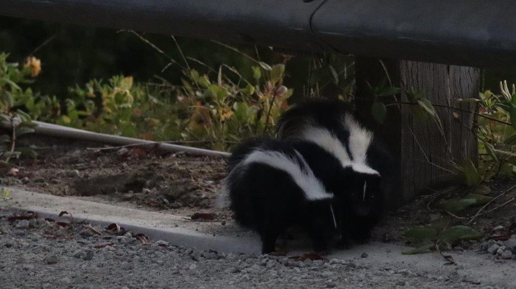 Two skunks on the ground

Description automatically generated