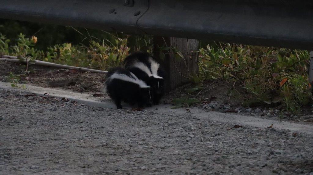 Skunks on the side of a road

Description automatically generated