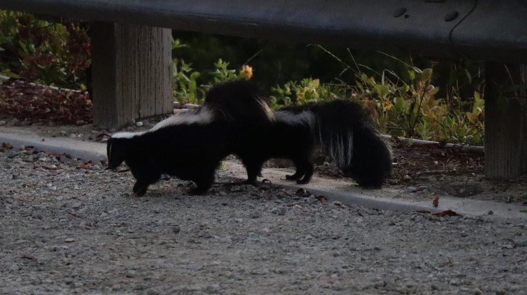 Two skunks standing on a gravel road

Description automatically generated