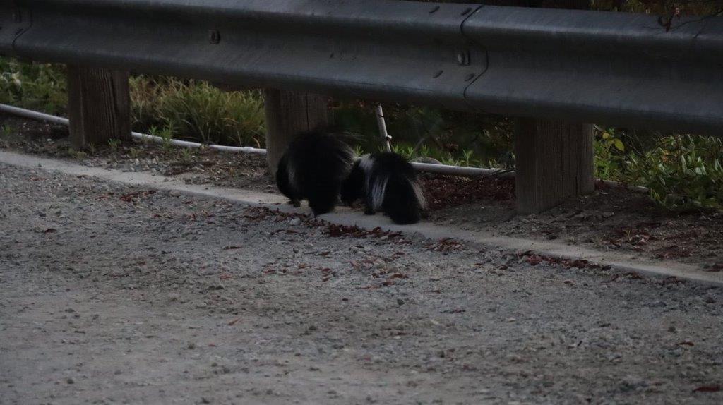 Skunks on the side of a road

Description automatically generated