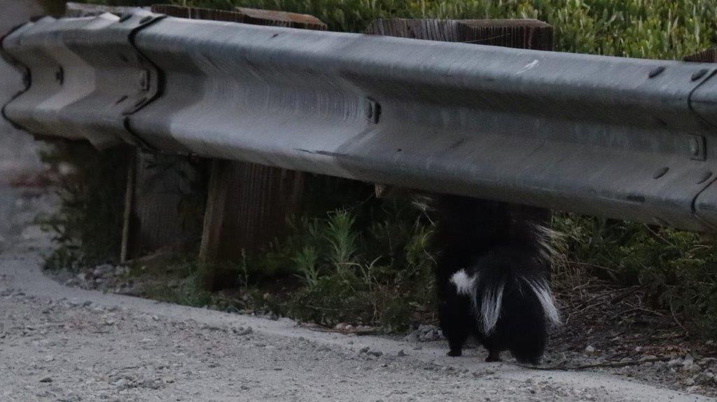 A skunk under a guard rail

Description automatically generated