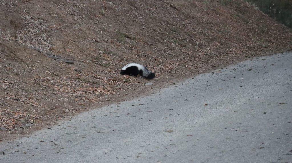 A skunk on the side of a road

Description automatically generated