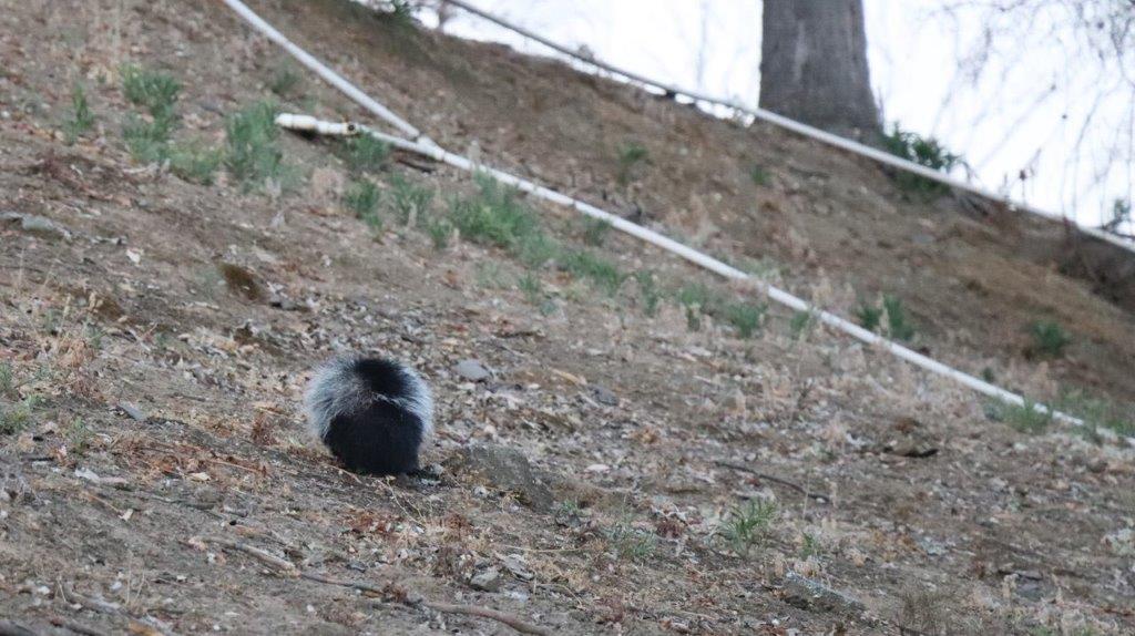 A skunk on the ground

Description automatically generated