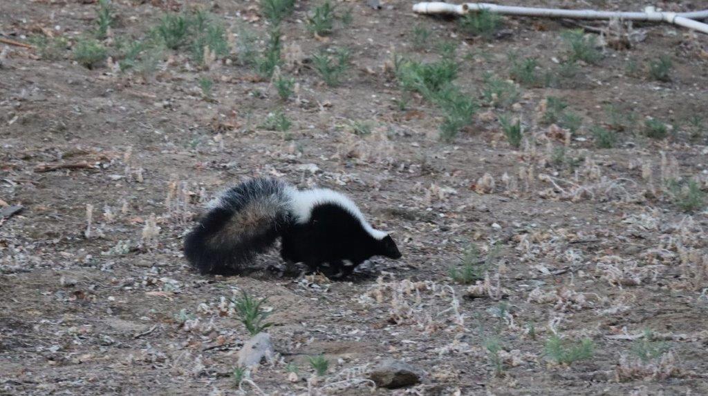 A skunk in the dirt

Description automatically generated