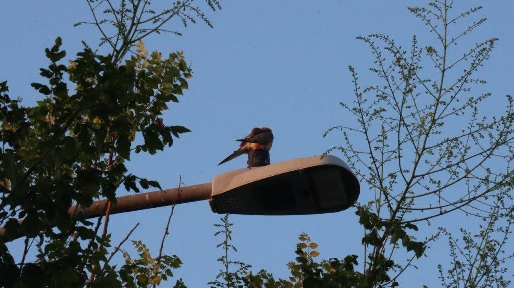 A bird on a street light

Description automatically generated