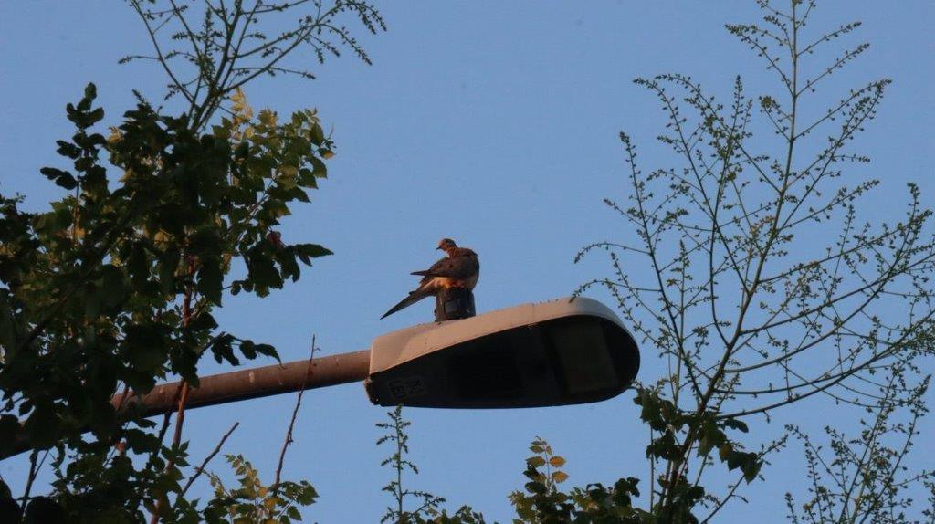 A bird sitting on a street light

Description automatically generated