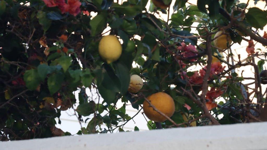 A lemons on a tree

Description automatically generated