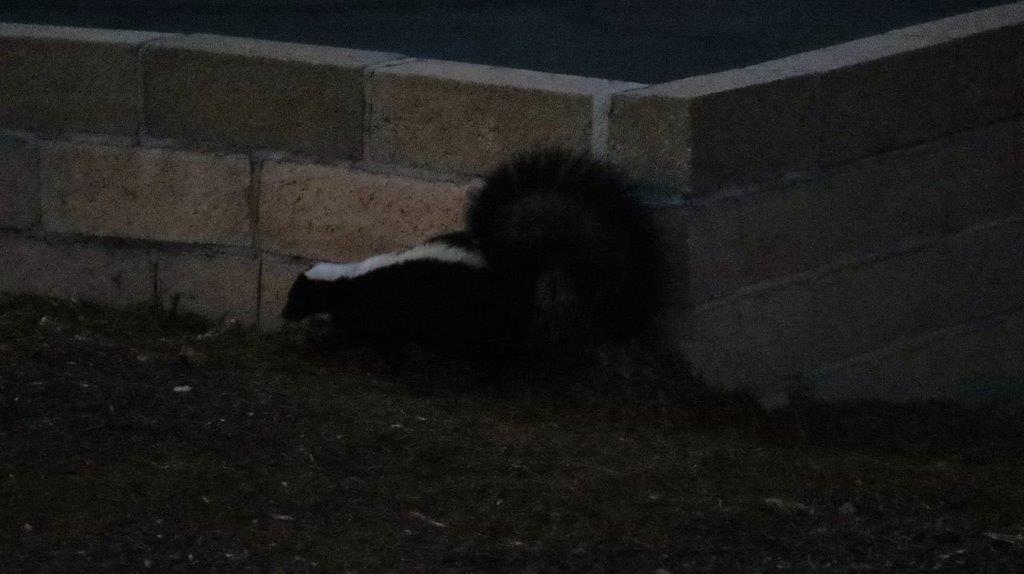 A skunk on the ground

Description automatically generated