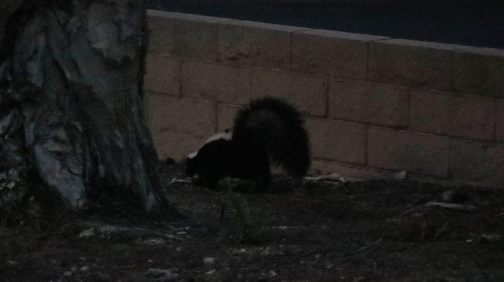 A skunk in the dark

Description automatically generated