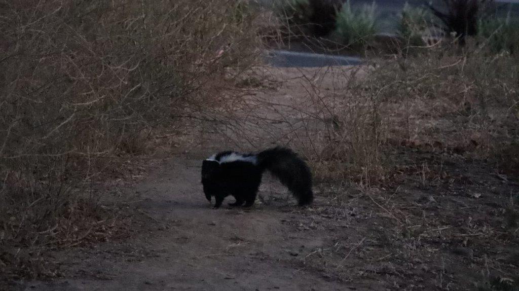 A skunk walking on a dirt path

Description automatically generated